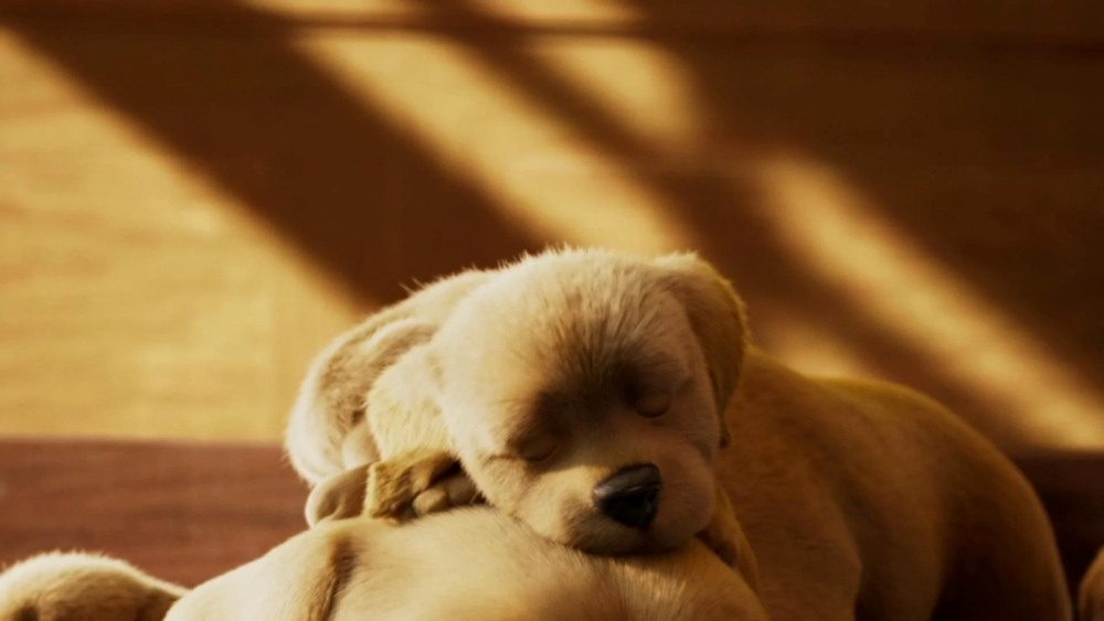 Andy: A Dog's Tale
