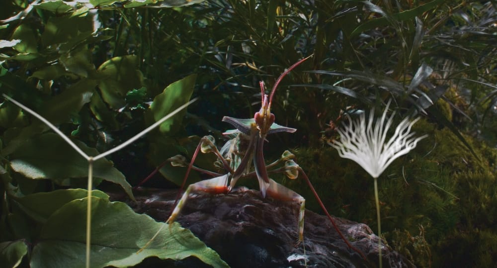 Dandelion's Odyssey [Miyu Productions / Ecce Films]