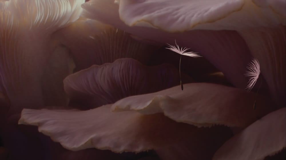 Dandelion's Odyssey [Miyu Productions / Ecce Films]