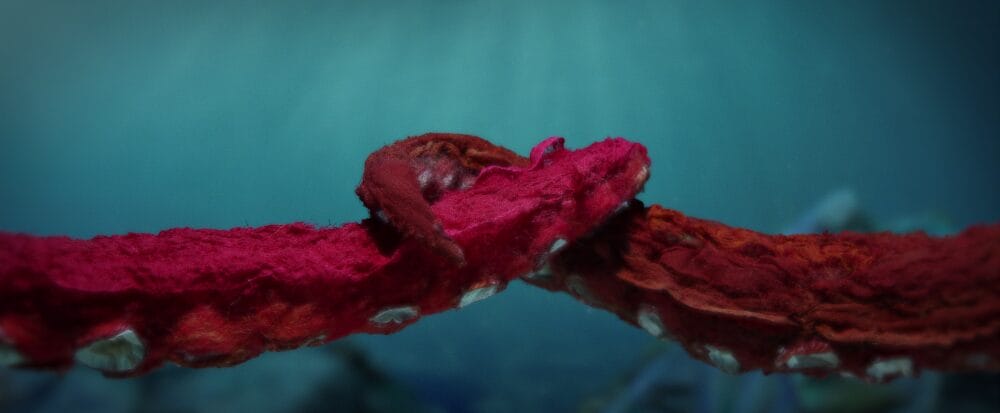 Octopus! [Prime Video]