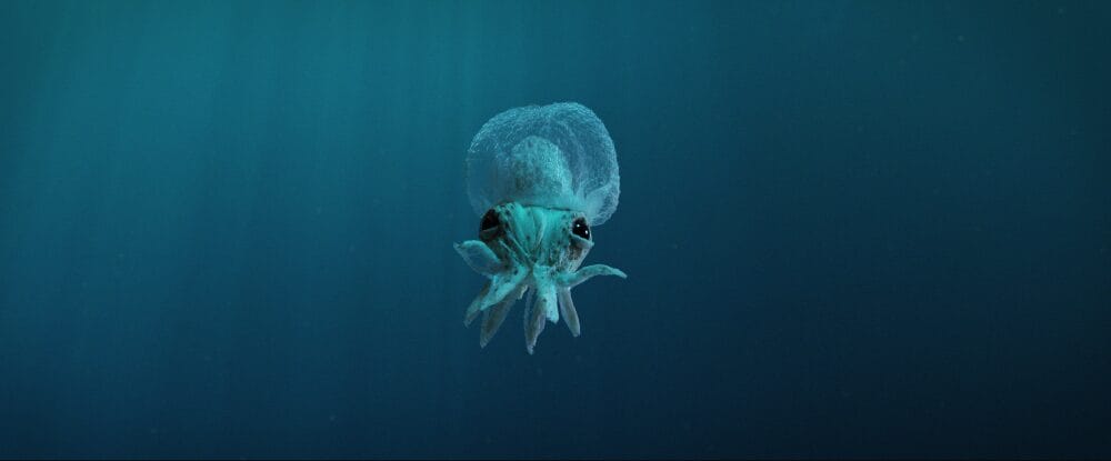 Octopus! [Prime Video]