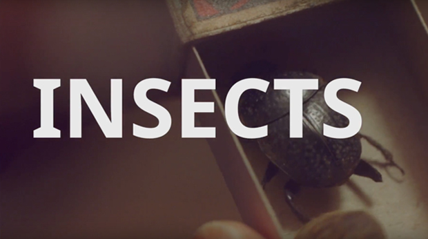 Insects
