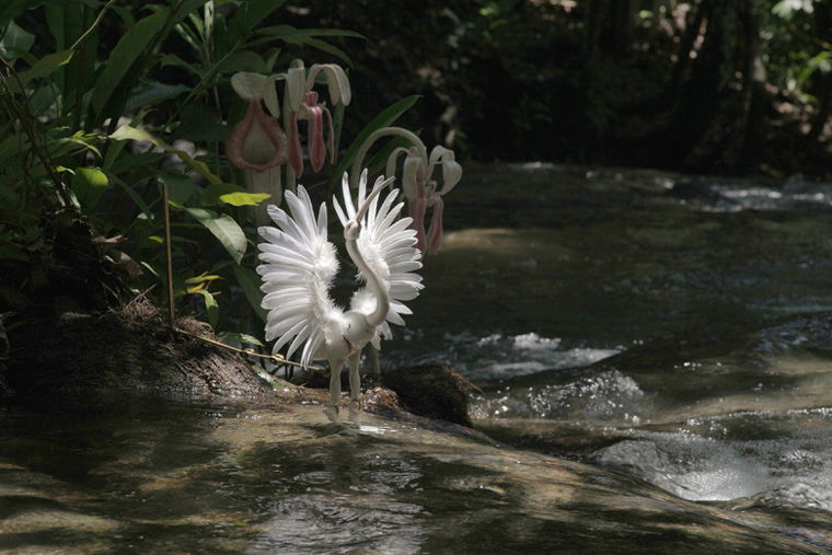 Winter in the Rainforest